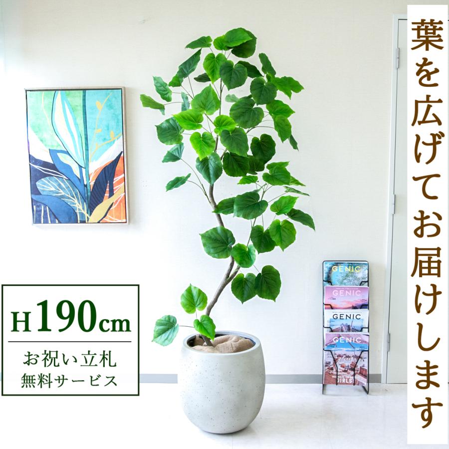 観葉植物（ウンベラータ）190cm