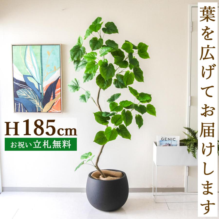 フェイクグリーン ウンベラータ H約185cm 鉢付き / 観葉植物 フェイク 人工観葉植物 造花 大型 大きい 店舗 装飾 開店 祝い オフィス  住宅展示場 : pg262-d42bk : 造花と人工観葉植物の店舗装飾専門店PP-SHOP - 通販 - Yahoo!ショッピング