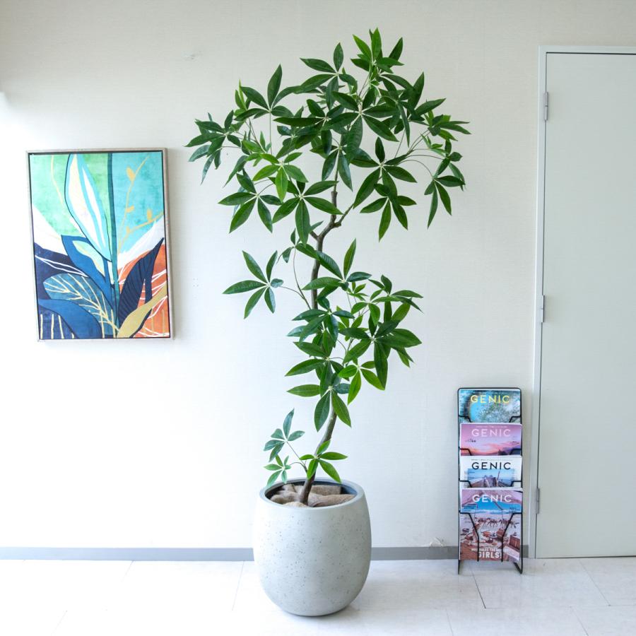 ★立札無料★【すぐ飾れる】 フェイクグリーン 人工観葉植物 パキラ 195cm 大型 鉢付き / 法人・開店祝い 店舗・オフィス装飾_1