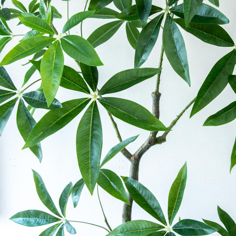 フェイクグリーン 大型 パキラ リアル 人工観葉植物 フェイク 造花 100cm 楽天市場】パキラ 180cm 特大 人工観葉植物 フェイクグリーン
