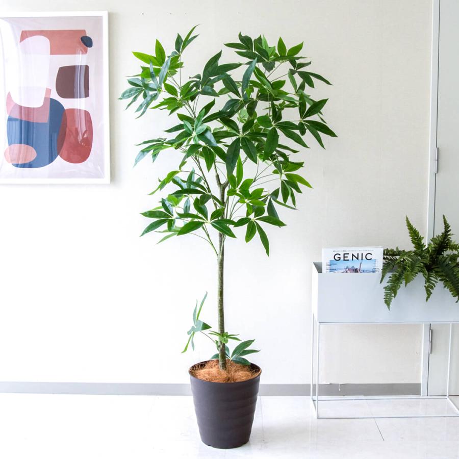 ★立札無料★【すぐ飾れる】 フェイクグリーン 人工観葉植物 パキラ 155cm 鉢付き / 法人・開店祝い 店舗・オフィス装飾_1