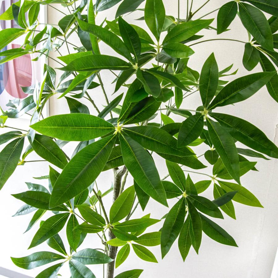 ★立札無料★【すぐ飾れる】 フェイクグリーン 人工観葉植物 パキラ 155cm 鉢付き / 法人・開店祝い 店舗・オフィス装飾_3