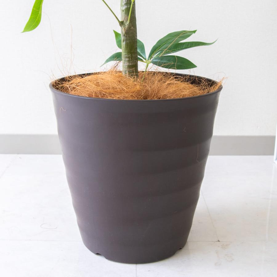 ★立札無料★【すぐ飾れる】 フェイクグリーン 人工観葉植物 パキラ 155cm 鉢付き / 法人・開店祝い 店舗・オフィス装飾_6