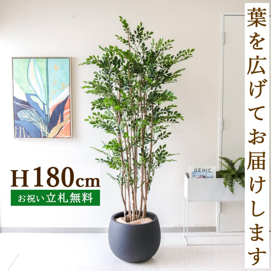 フェイクグリーン トネリコ H約180cm 鉢付き / 観葉植物