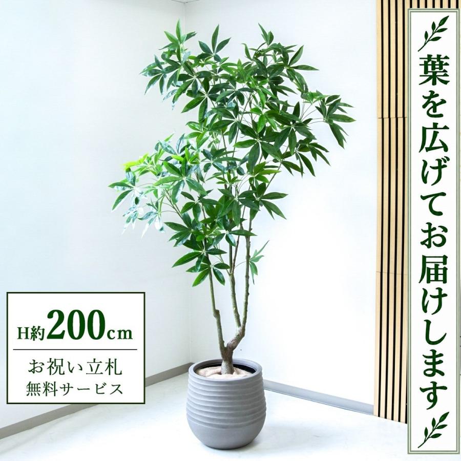 ☆立札無料☆【すぐ飾れる】 フェイクグリーン 人工観葉植物 パキラ 