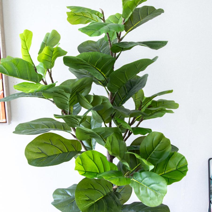 ★立札無料★【すぐ飾れる】 フェイクグリーン 人工観葉植物 フィカス カシワバゴム 150cm 鉢付き / 法人・開店祝い 店舗・オフィス装飾_2