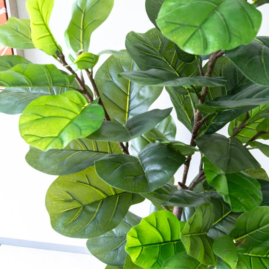 ★立札無料★【すぐ飾れる】 フェイクグリーン 人工観葉植物 フィカス カシワバゴム 150cm 鉢付き / 法人・開店祝い 店舗・オフィス装飾_3