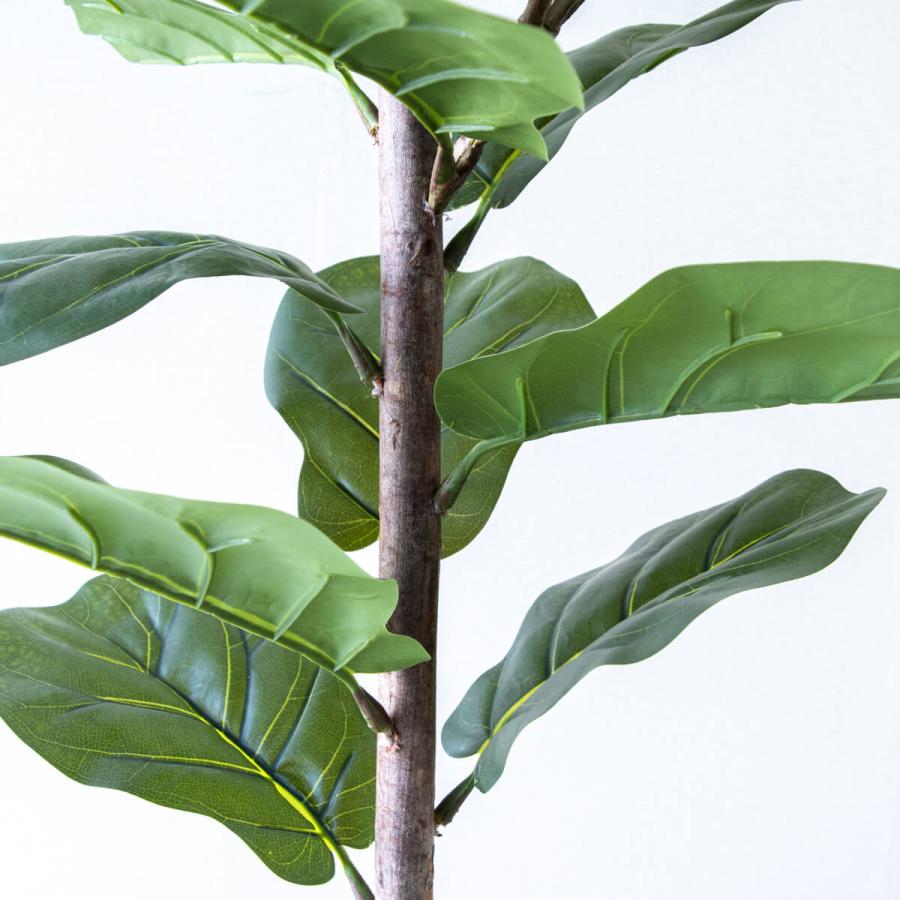 ★立札無料★【すぐ飾れる】 フェイクグリーン 人工観葉植物 フィカス カシワバゴム 150cm 鉢付き / 法人・開店祝い 店舗・オフィス装飾_4
