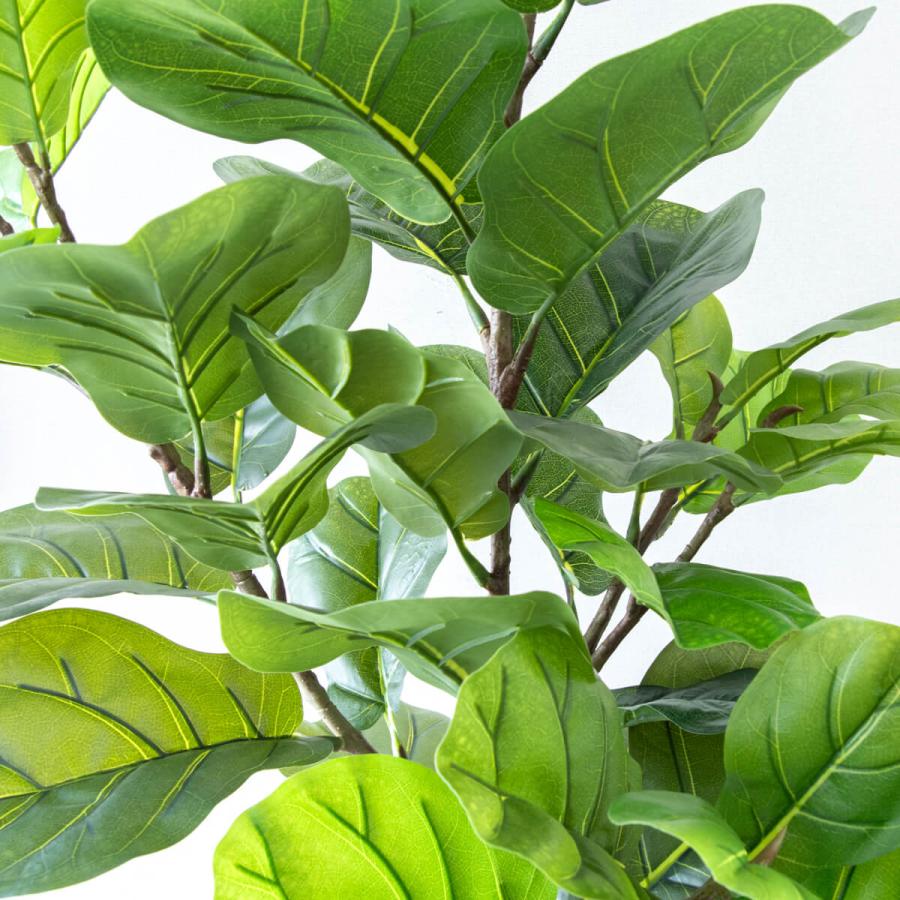 ★立札無料★【すぐ飾れる】 フェイクグリーン 人工観葉植物 フィカス カシワバゴム 150cm 鉢付き / 法人・開店祝い 店舗・オフィス装飾_5