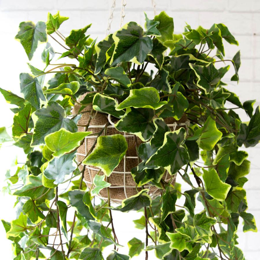 Pwa006 フェイクグリーンハンギングバスケット オランダアイビー 大きめサイズ ワイヤー吊りカゴ ハンギングアレンジメント インテリア おしゃれ Pwa006 0101pp Shop Yahoo 店 通販 Yahoo ショッピング