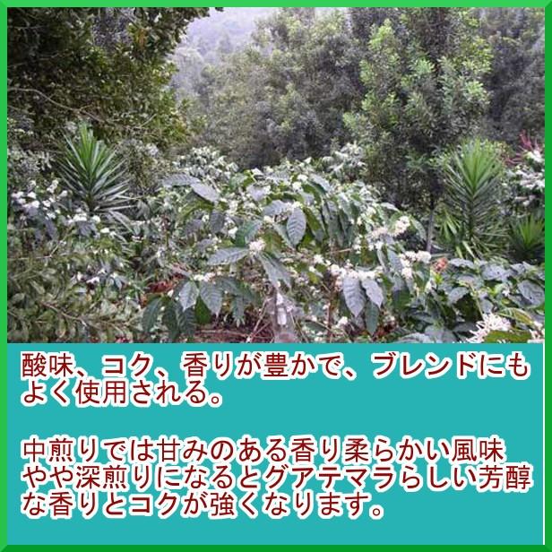 コーヒー豆 グアテマラ コーヒー SHB 中深煎 最高級グレード 500g グァテマラ 珈琲 50杯分 珈琲豆 :c094guatemalashbf500:014151.comヤフー店 - 通販 - Yahoo!ショッピング コーヒー豆 グアテマラ コーヒー SHB 中深煎 最高級グレード 500g グァテマラ 珈琲 50杯分 珈琲豆 :c094guatemalashbf500:014151.comヤフー店 - 通販 - Yahoo!ショッピング