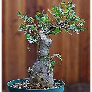 2026年最新】Yahoo!オークション - 灌木(花、園芸)の中古品・新品・未