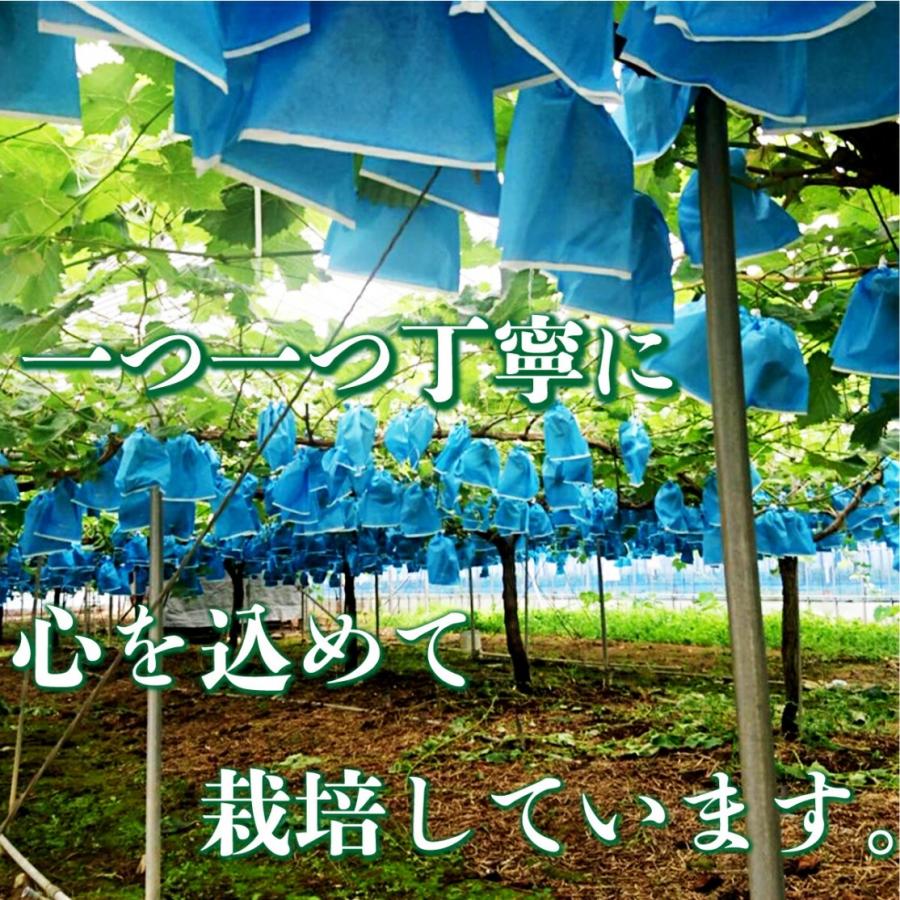 (予約商品）2024年7月発送 熊本県産 シャイン マスカット 1.8〜2kg  生産者厳選 産地直送 最高級 ギフトに最適｜0831helpful｜05