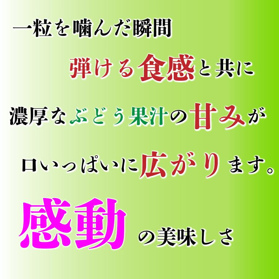 (予約商品）2024年7月発送 熊本県産 シャイン マスカット 1.8〜2kg  生産者厳選 産地直送 最高級 ギフトに最適｜0831helpful｜06