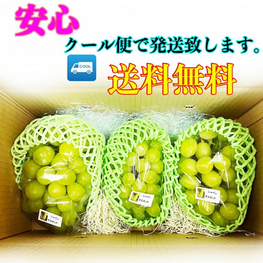 予約商品）2025年7月発送 熊本県産 シャイン マスカット 1.8〜2kg 生産
