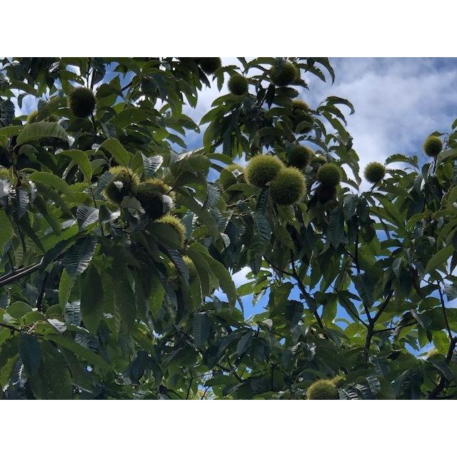 やまえ 栗きんとん 100g 3個 おせち 熊本県 山江村 特産品 美味しい 国産 無添加 きんとん 3個 01ヘルプyahoo 店 通販 Yahoo ショッピング