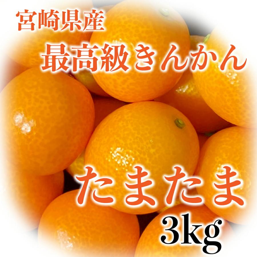 【予約】宮崎産きんかん【完熟たまたま3ｋｇ】 完熟 きんかん キンカン <br>贈答 お祝い 誕生日｜0831helpful｜03