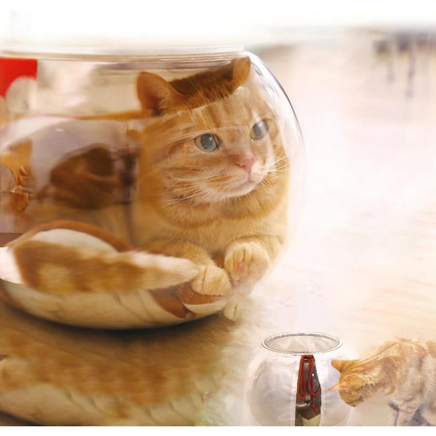 キャティーマン にゃんこの金魚鉢 猫 金魚鉢子猫用金魚鉢 透明