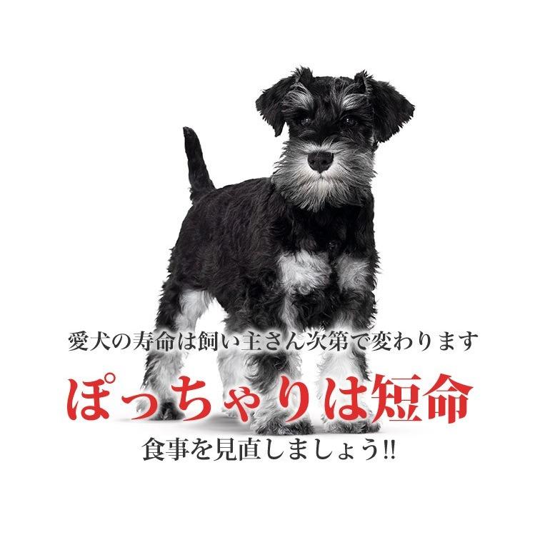 ロイヤルカナン ミニ ステアライズド 2kg / 小型犬 避妊・去勢犬用(生後10ヵ月齢以上) / CCN 犬 ドライフード ジッパー有り :w-120999-00-00:モコペット - 通販 - Yahoo!ショッピング ロイヤルカナン ミニ ステアライズド 2kg / 小型犬 避妊・去勢犬用(生後10ヵ月齢以上) / CCN 犬 ドライフード ジッパー有り :w-120999-00-00:モコペット - 通販 - Yahoo!ショッピング