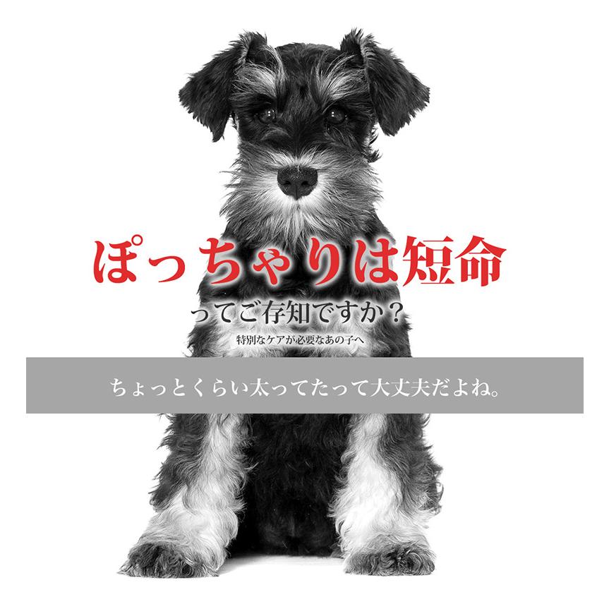 ロイヤルカナン（ROYAL CANIN） ミニ ステアライズド 4kg / 小型犬