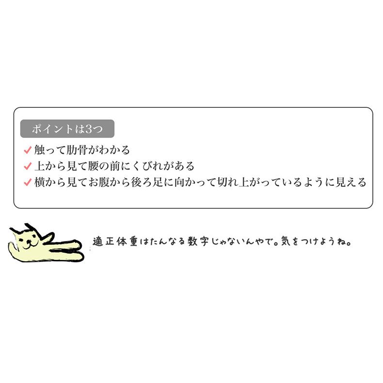 大友　ロイヤルカナン　ミニステアライズド8kg ×3個 ロイヤルカナン CCN ミニステアライズド ドッグフード