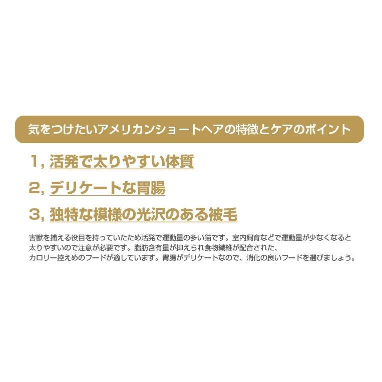 ロイヤルカナン アメリカン ショートヘアー 2kg / アメリカン ショートヘアー 成猫用(生後12ヵ月齢から12歳まで) / ドライフード ジッパー有り :w-149006-00-00:モコペット - 通販 - Yahoo!ショッピング ロイヤルカナン アメリカン ショートヘアー 2kg / アメリカン ショートヘアー 成猫用(生後12ヵ月齢から12歳まで) / ドライフード ジッパー有り :w-149006-00-00:モコペット - 通販 - Yahoo!ショッピング
