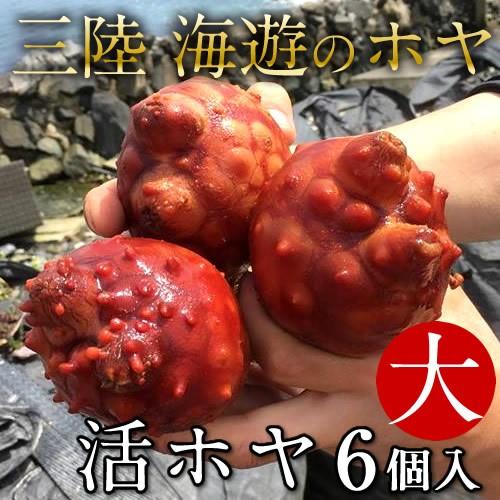 活ほや 活海鞘 活ホヤ 雄勝湾産 大 6個 三陸宮城県産 石巻漁師直送 生ほや 天然ほや バーベキュー q Hoya L6 三陸カキ漁師 海遊 通販 Yahoo ショッピング