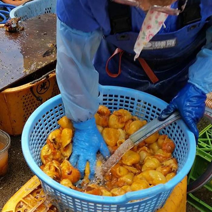 ほや むき身 朝どれ ホヤのむき身 150g×6パック 宮城県産 むきほや 石巻漁師直送 冷凍 生ほや お刺身 天然ほや バーベキュー BBQ｜1123｜04