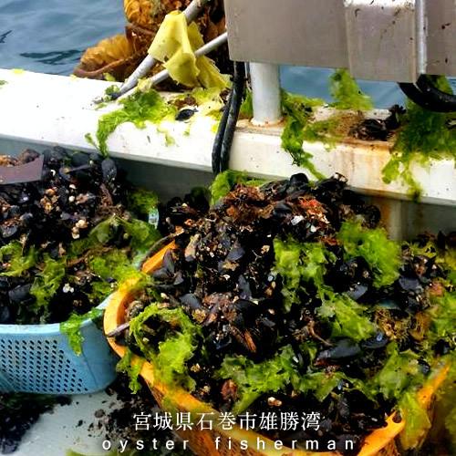 釣りエサ 三陸カキ養殖場 活き ムール貝 極小サイズ 1kg 魚つり用 訳あり規格外［つり餌 釣り用 釣り餌］朝どり直送 イガイ ムラサキ貝 カラス貝(9月下旬で終了)｜1123｜05