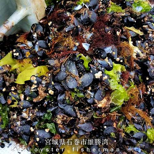 今シーズン販売終了】釣りエサ 三陸 活き ムール貝 極小サイズ 今シーズン販売終了】釣りエサ 三陸 活き ムール貝 極小サイズ