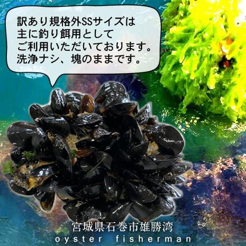 釣りエサ 三陸カキ養殖場 活き ムール貝 極小サイズ 1kg 魚つり用 訳あり規格外［つり餌 釣り用 釣り餌］朝どり直送 イガイ ムラサキ貝 カラス貝(9月下旬で終了)｜1123｜07