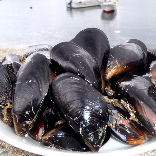 生ムール貝 大 1kg 三陸宮城県産 漁師直送 活ムール貝（イガイ ムラサキ貝 カラス貝）｜1123｜04