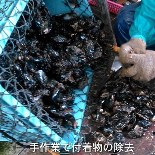 生ムール貝 大 1kg 三陸宮城県産 漁師直送 活ムール貝（イガイ ムラサキ貝 カラス貝）｜1123｜08