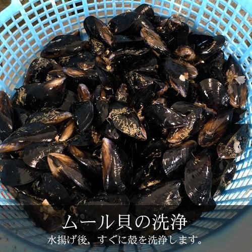 生ムール貝 中 1kg 三陸宮城県産 漁師直送 活ムール貝（イガイ ムラサキ貝 カラス貝）｜1123｜04