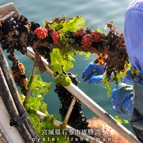 生ムール貝 小 1kg 三陸宮城県産 漁師直送 活ムール貝 イガイ ムラサキ貝 カラス貝 Mu Rugai S 三陸カキ漁師 海遊 通販 Yahoo ショッピング