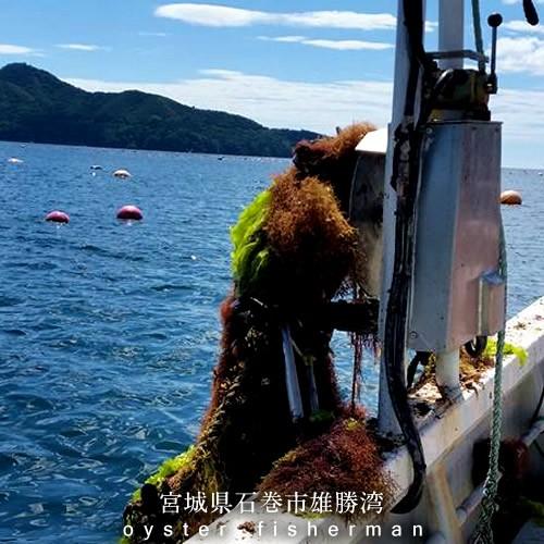 ムール貝 訳あり 規格外ss 1kg 三陸宮城県産 漁師直送 活ムール貝 イガイ ムラサキ貝 カラス貝 Mu Rugai Ss 三陸カキ漁師 海遊 通販 Yahoo ショッピング