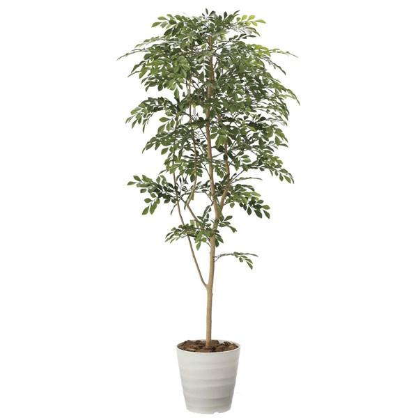 アートグリーン フェイクグリーン 人工観葉植物 光触媒 光の楽園 トネリコ１．８ 2094P380