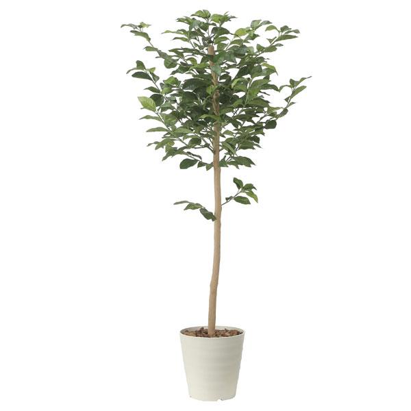 アートグリーン フェイクグリーン 人工観葉植物 光触媒 光の楽園 レモンツリー1.6 2481A350 2481a3501147こだわる