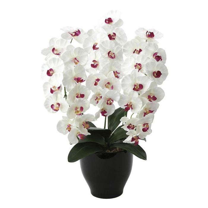 アートフラワー光触媒造花造花光触媒光の楽園プレミアム胡蝶蘭w Ab 661a125 661a125 年版1147こだわる通販ストア 通販