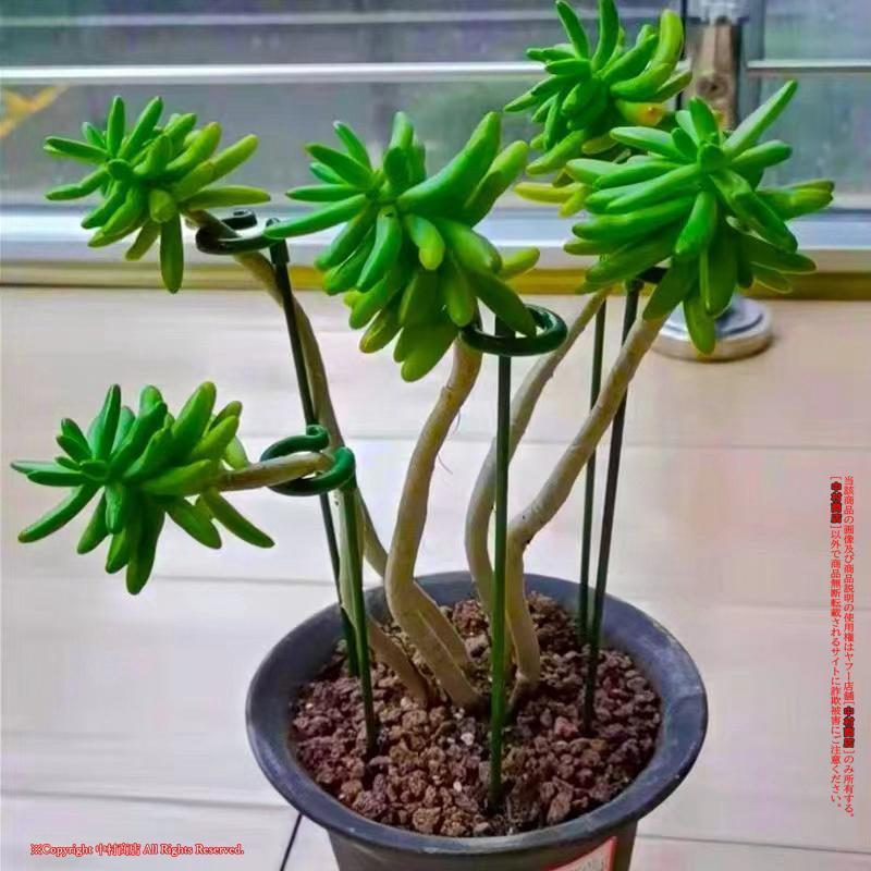 花ささえ 植物支柱 単茎種 10本セット 植物サポート 園芸支柱 蘭の花