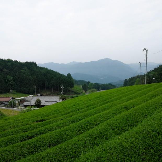 美濃白川茶 特上煎茶  100g詰 |  | 02