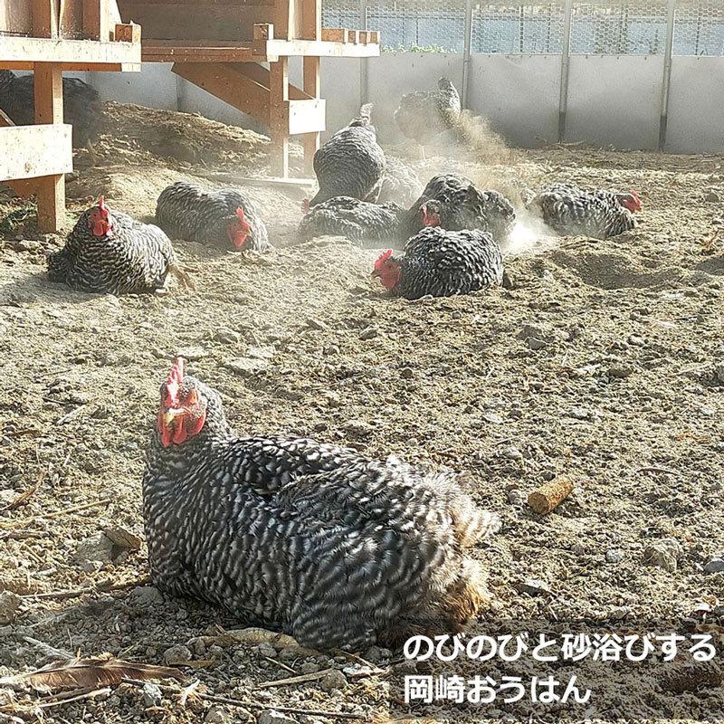 平飼い卵 44個（+4個保証分）計48個 ななエッグ 北海道七飯町産 純国産地鶏 岡崎おうはん 有精卵 平飼いたまご たまご 卵｜156｜04