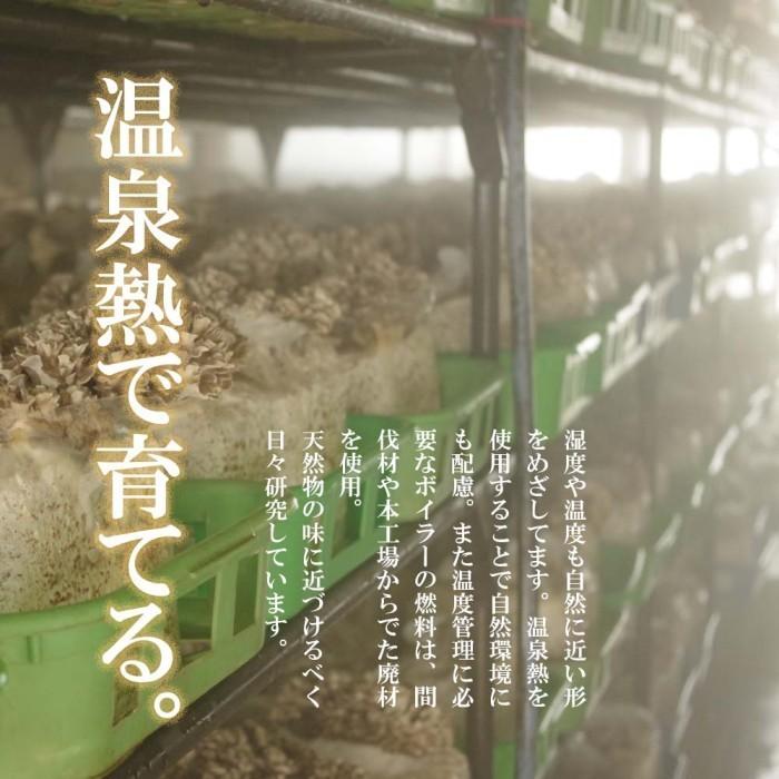 舞茸 えぞ まいたけ 3kg（5〜6株）蝦夷舞茸 無農薬 北海道産 厚沢部町