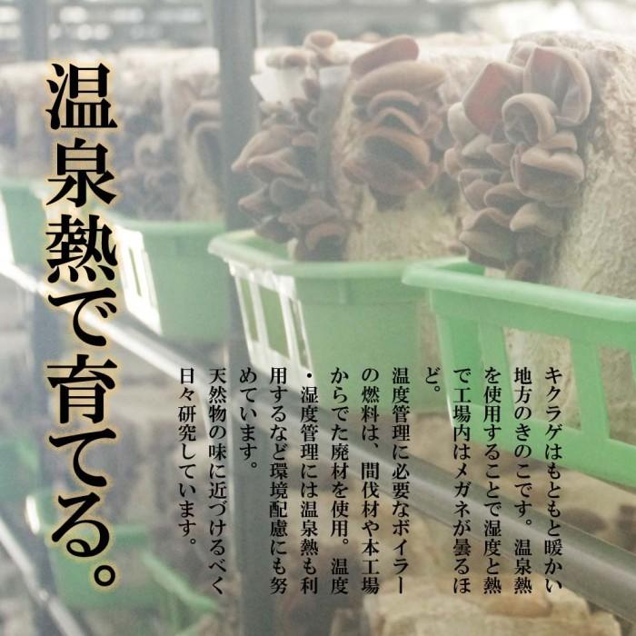 きくらげ 生 国産 500g 北海道産 生きくらげ 送料無料 無農薬 ビタミンD 菌床 栽培 キクラゲ 冷蔵 お取り寄せ 食物繊維 しゃぶしゃぶ 天ぷら わさび醤油｜156｜09