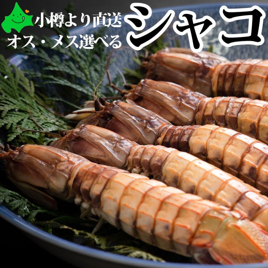しゃこ 蝦蛄 春季限定 殻付き煮シャコ ガサエビ がさえび 値頃