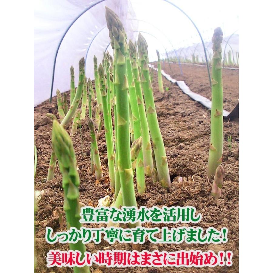 予約販売】極太3L グリーンアスパラガス 3Lサイズ 1kg 北海道産
