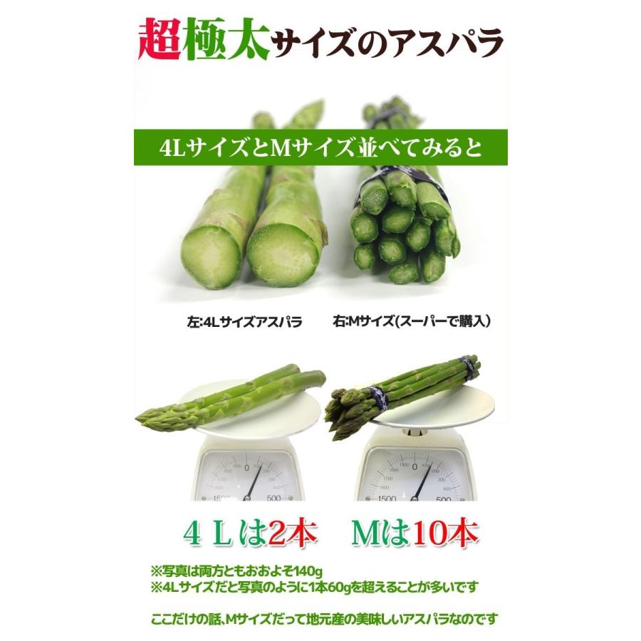 予約販売】幻の超極太4L アスパラガス 2色（グリーンアスパラ ホワイト