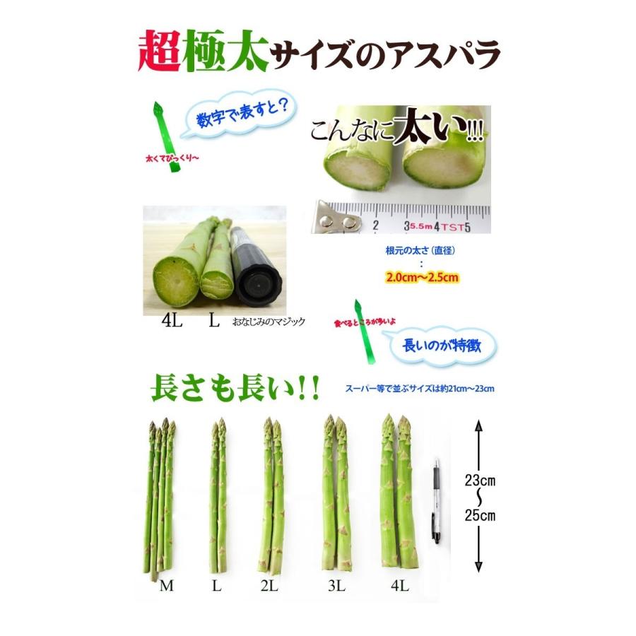 予約販売】幻の超極太4L アスパラガス 2色（グリーンアスパラ ホワイト
