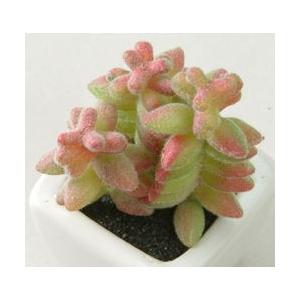 多肉 サボテン 造花 白鉢 ホームセンター 171オンラインショップ 通販 Yahoo ショッピング