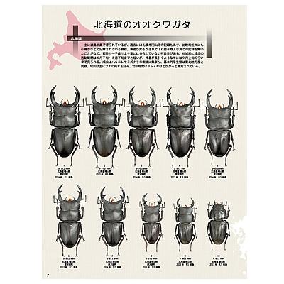 7月10発送ビークワ100号新刊ポイント倍！BEKUWA100号 送料無料！☆2026